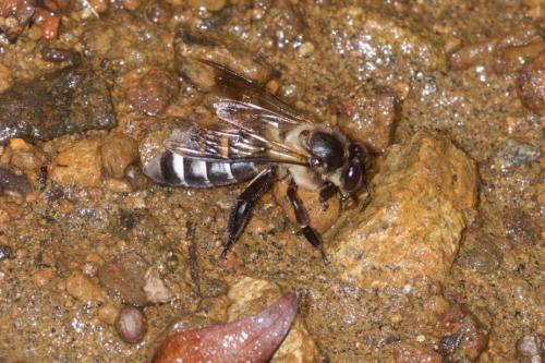 Réf. 225 347 : Apis dorsata